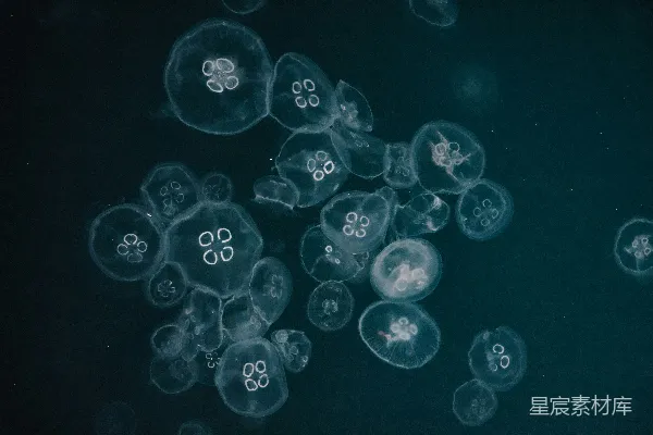 高清摄影 梦幻般的水母群