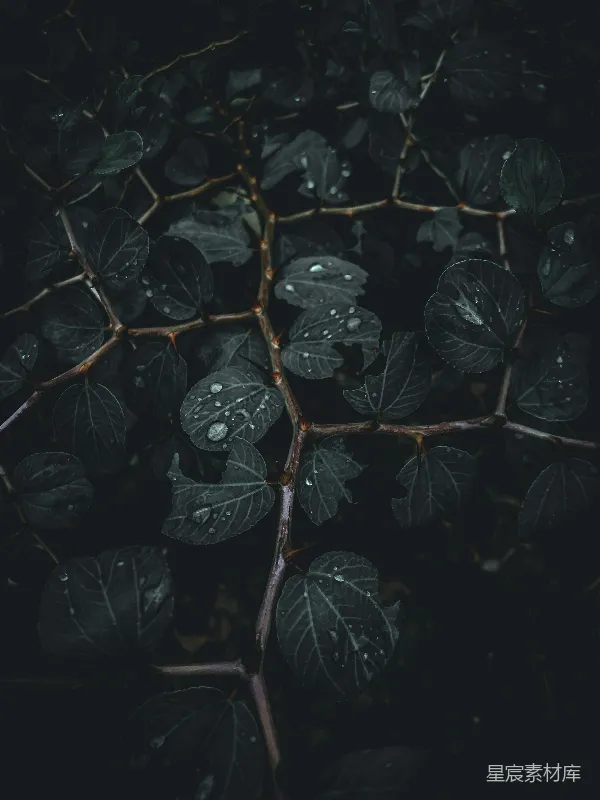 高清摄影 雨后深色叶子的自然美学