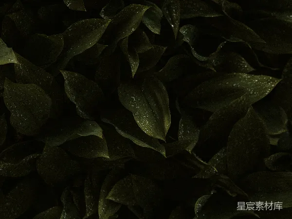 高清摄影 清晨的露珠