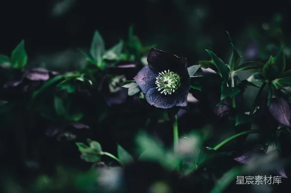 高清摄影 幽暗中的神秘花影