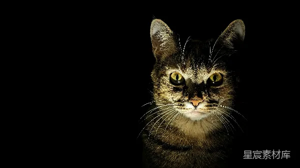高清摄影 神秘的猫眼