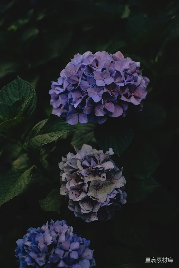 高清摄影 紫色绣球花