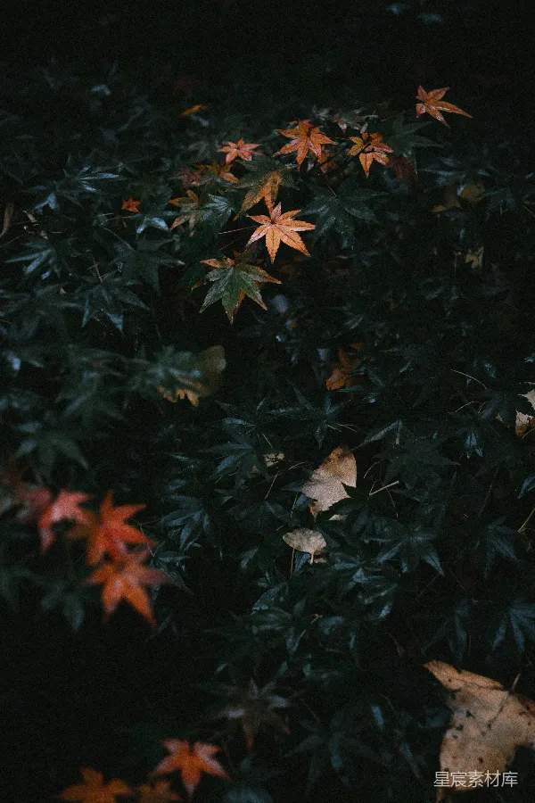 高清摄影 秋日的枫叶