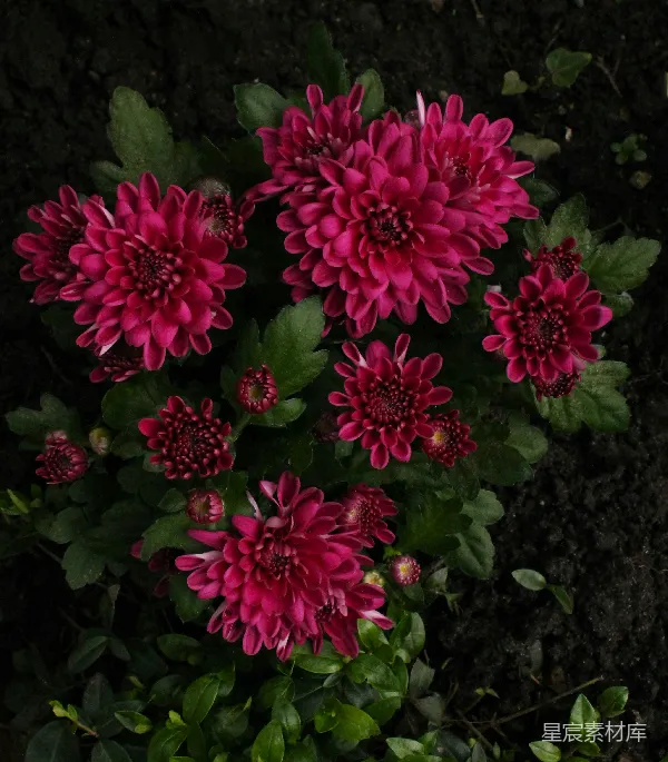 高清摄影 深红色菊花盛开