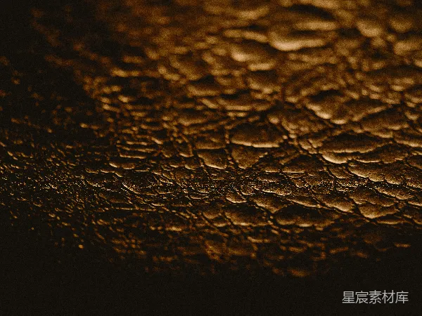 高清摄影 蛇鳞的纹理