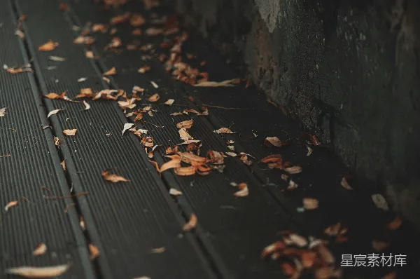 高清摄影 秋日落叶的静谧角落