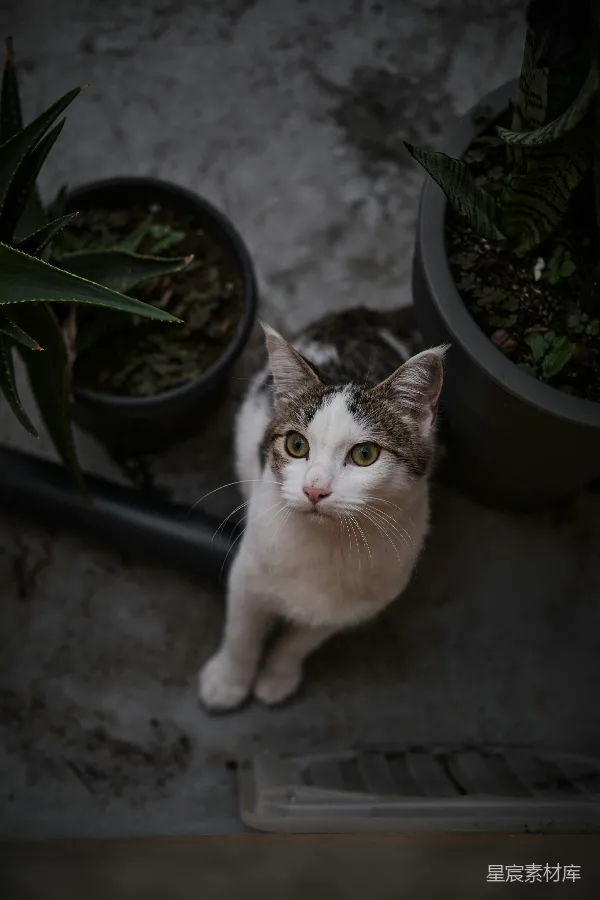 高清摄影 花园里的猫