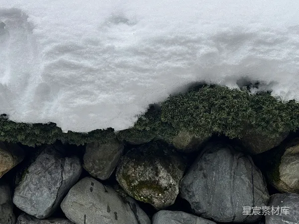 高清摄影 雪后岩石上的青苔