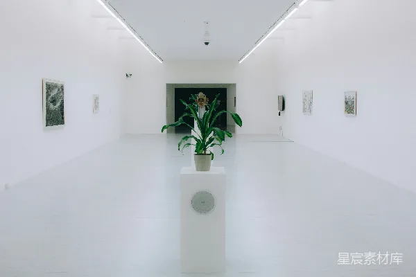 高清摄影 简约艺术空间：白色墙壁与植物的对话