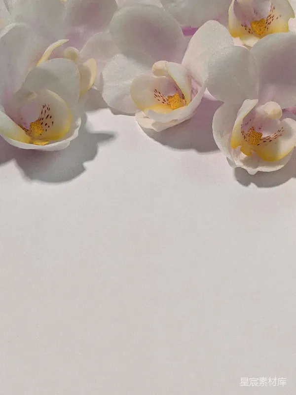 高清摄影 白兰花开