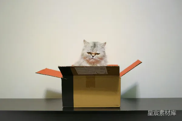 高清摄影 猫与纸箱