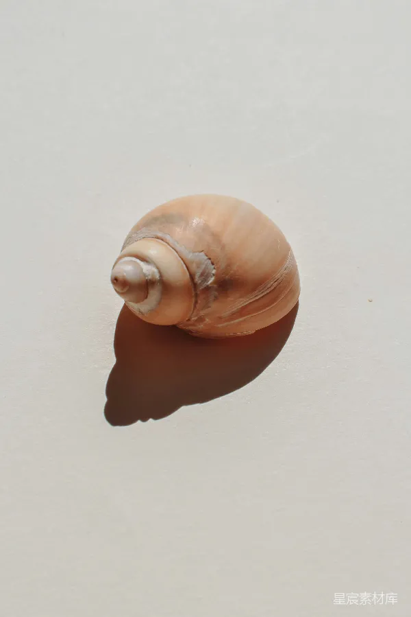 高清摄影 海滩上的贝壳