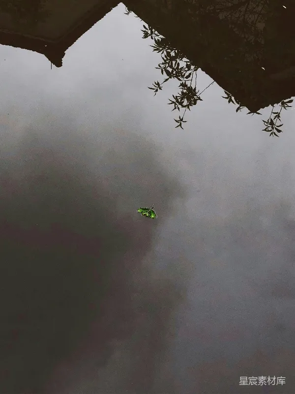 高清摄影 水中的倒影与落叶