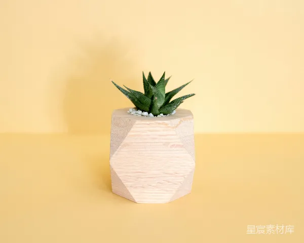 高清摄影 几何木制花盆中的多肉植物