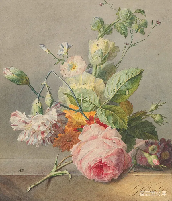 高清摄影 花卉静物画
