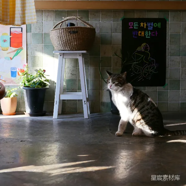 高清摄影 阳光下的猫咪与复古厨房