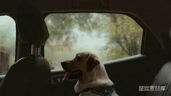 高清摄影 窗外的雨，车内的狗