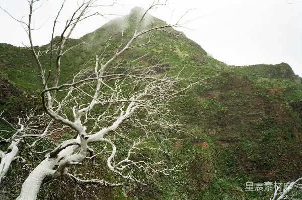 高清摄影 枯树与绿山