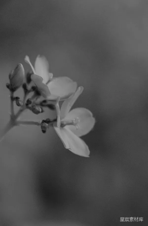 高清摄影 黑白花语