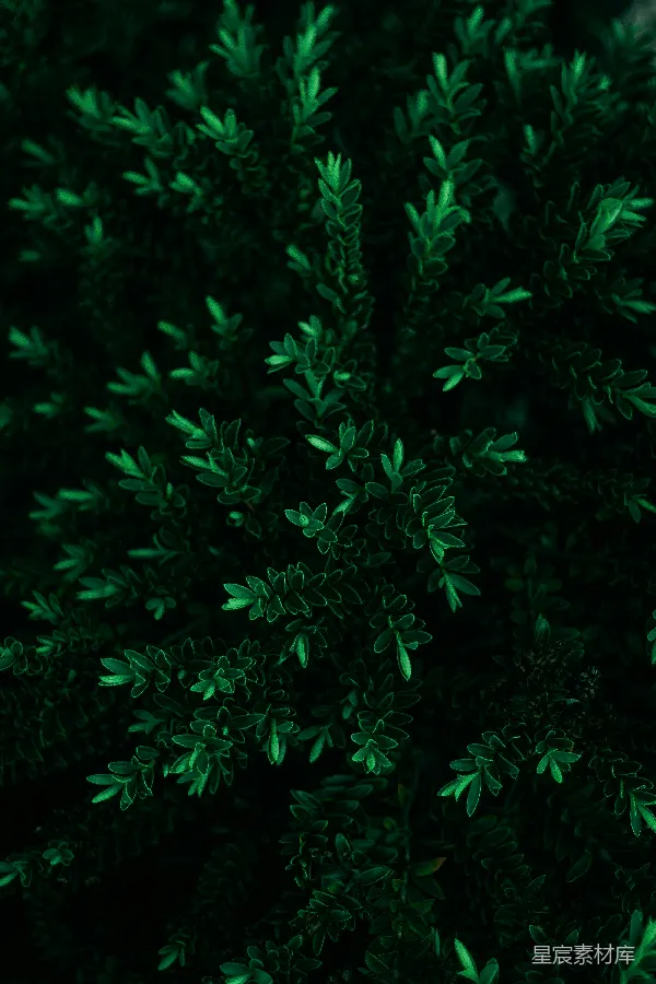 高清摄影 深绿植物特写