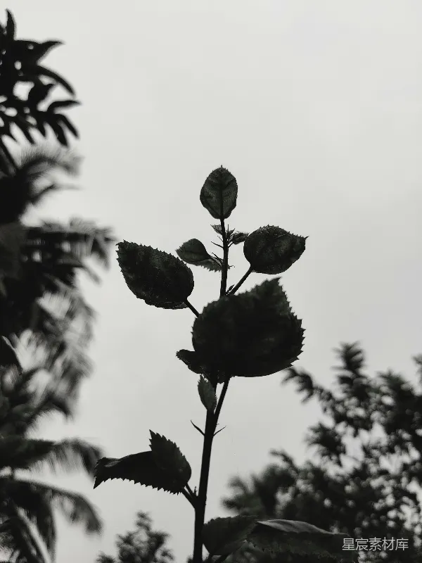 高清摄影 黑白色调的植物特写