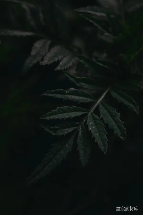 高清摄影 暗色调植物特写