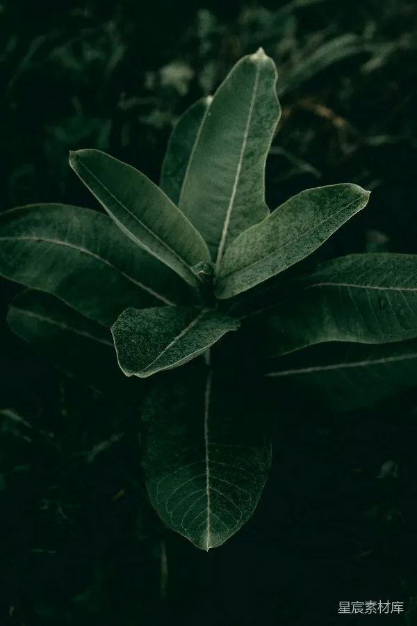 高清摄影 幽暗森林中的绿叶