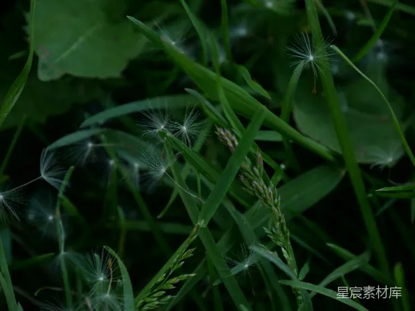 高清摄影 蒲公英的种子与绿草