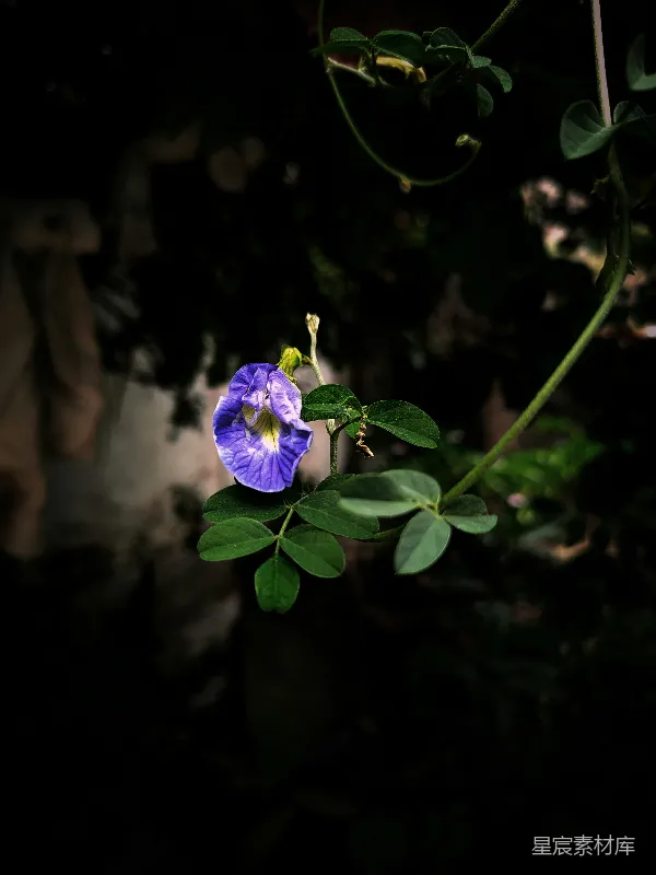 高清摄影 紫蝶花的静谧之美