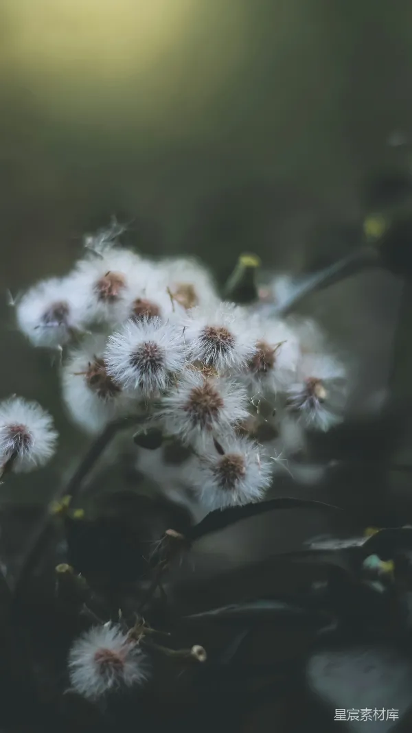 高清摄影 自然之美：蒲公英的优雅