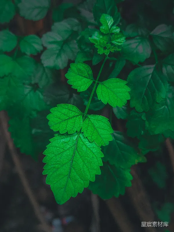 高清摄影 绿色植物特写