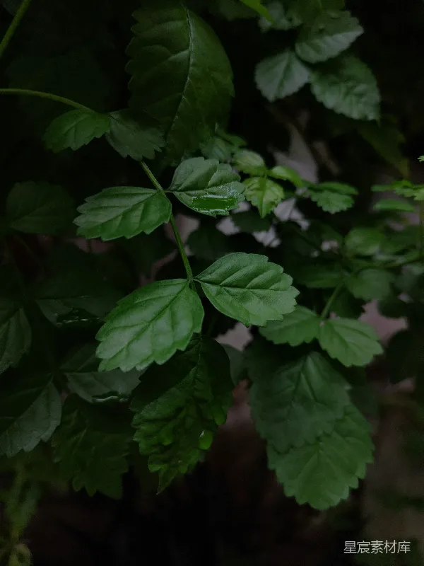 高清摄影 雨后清新绿叶