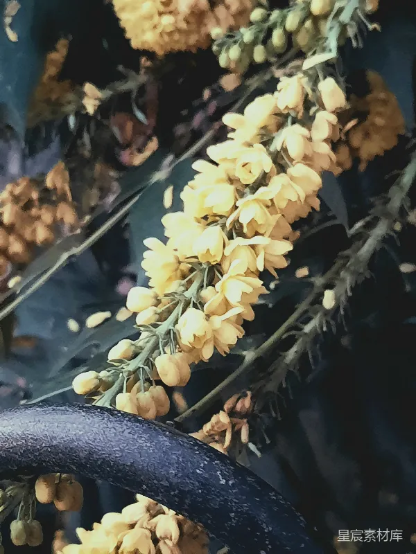 高清摄影 秋日黄昏的花枝