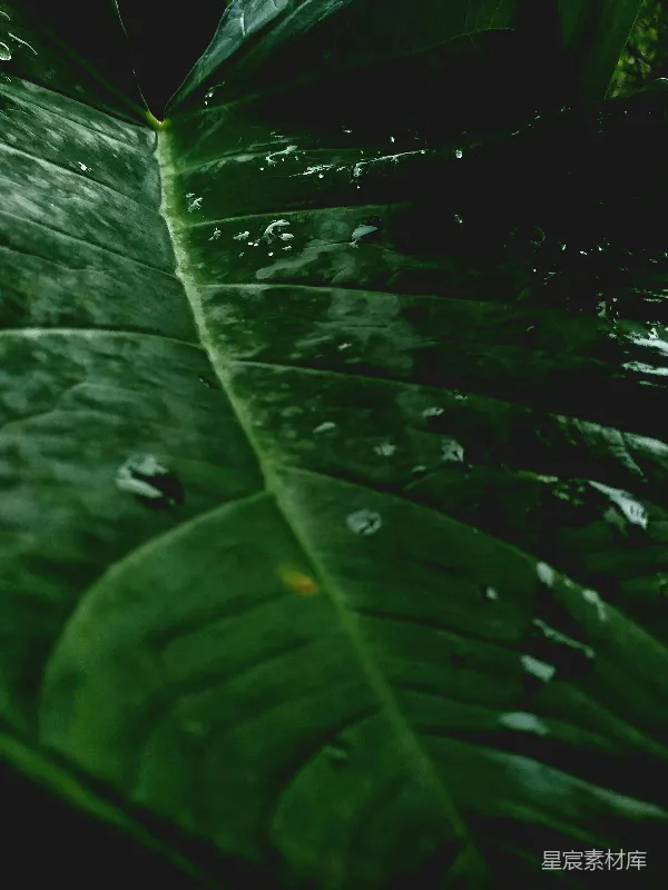 高清摄影 雨后热带植物