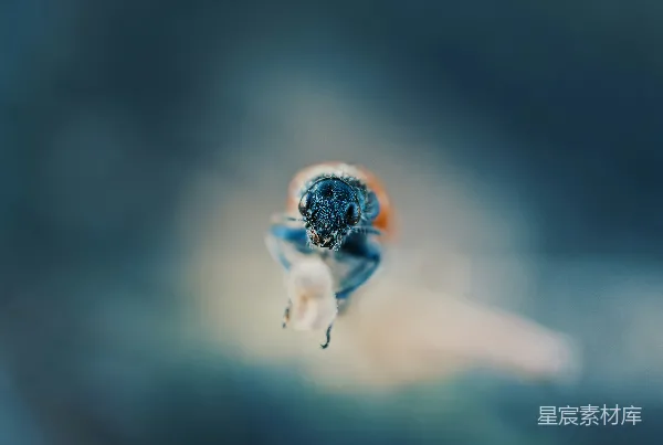 高清摄影 微距下的花间小虫