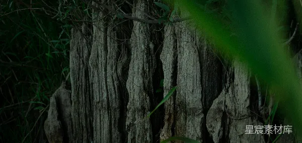 高清摄影 古老树干的纹理