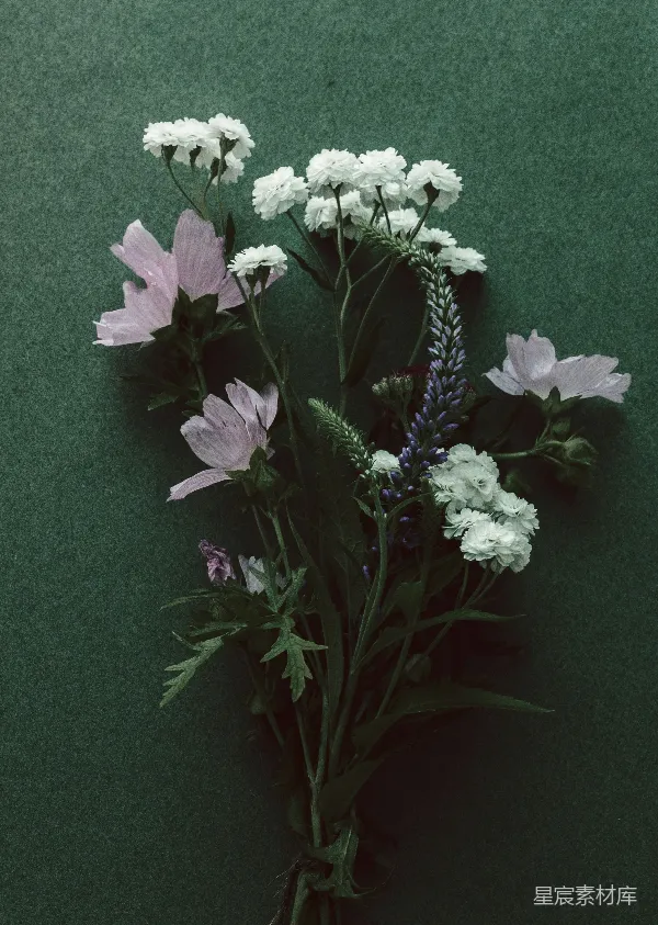 高清摄影 静谧的花束
