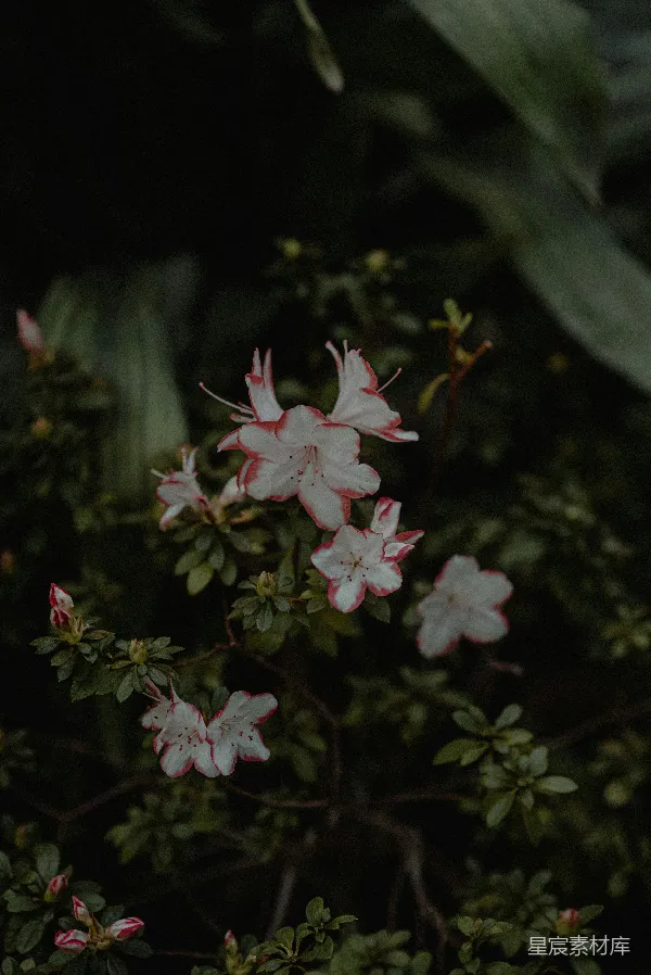 高清摄影 粉色山茶花