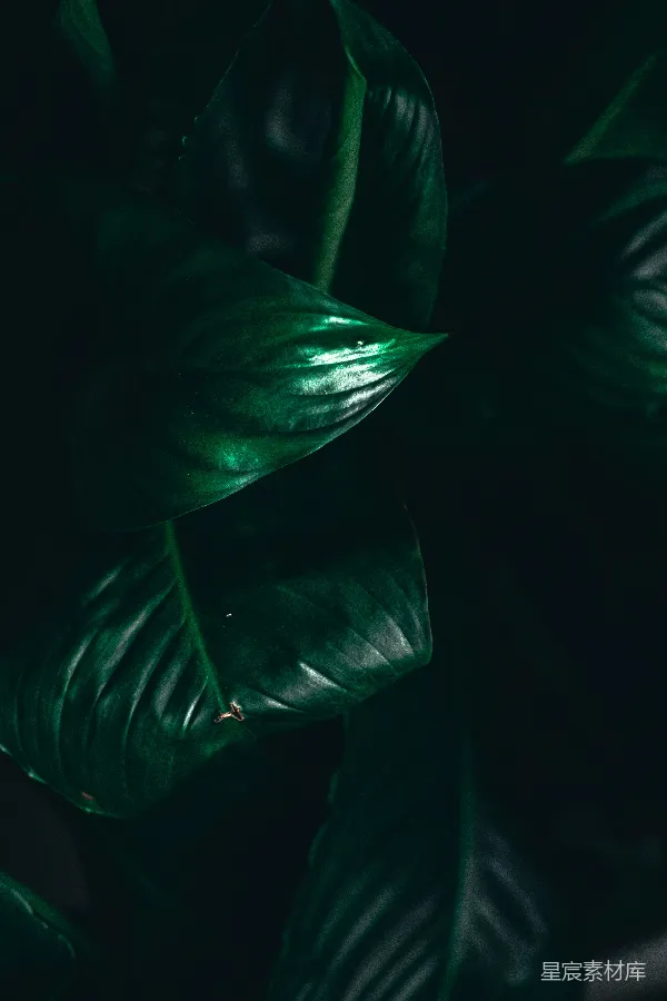 高清摄影 深绿色植物叶子