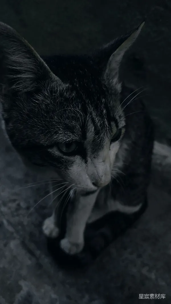 高清摄影 黑白色调中的猫