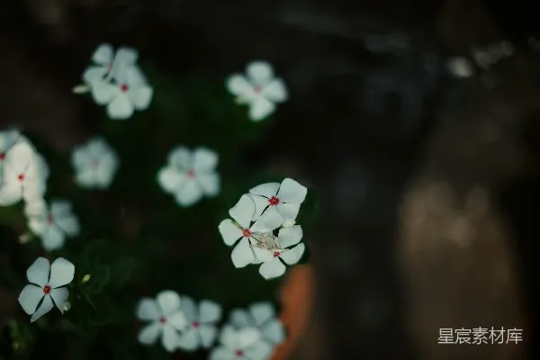 高清摄影 微光中的白花