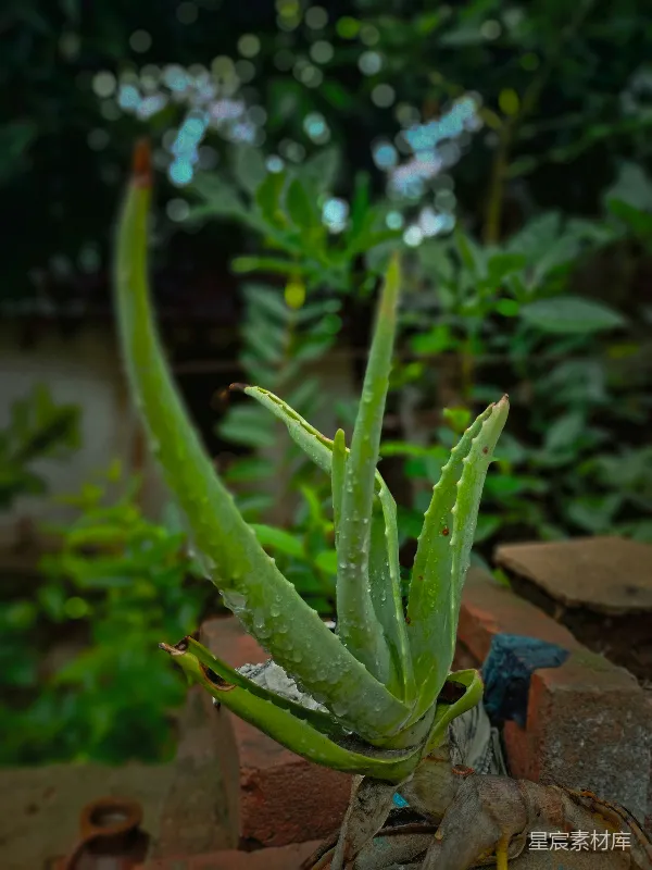 高清摄影 雨后芦荟