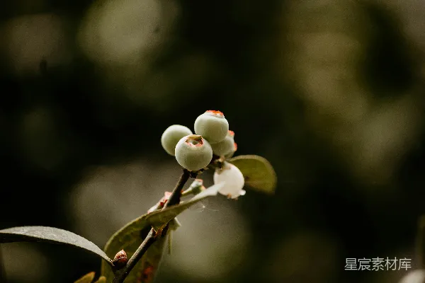 高清摄影 蓝莓花蕾特写