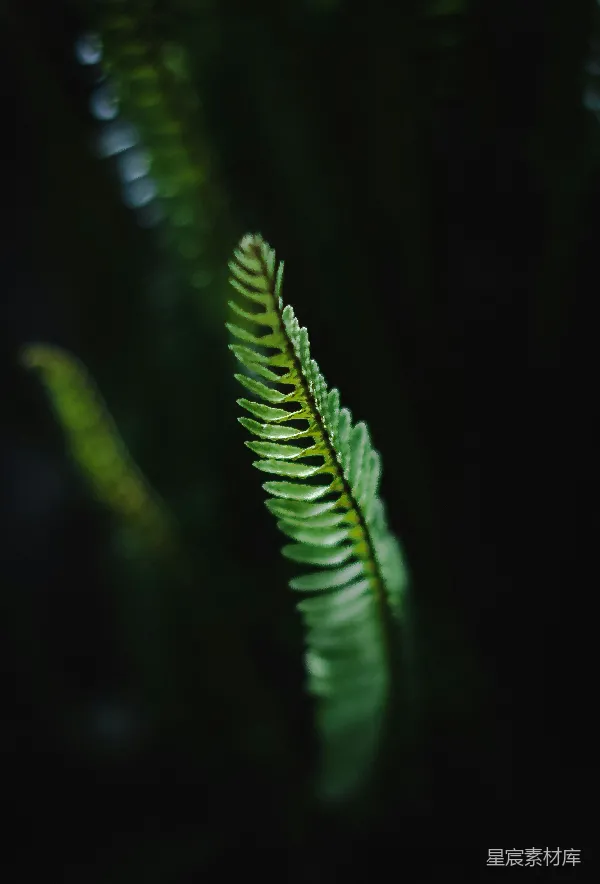 高清摄影 深林中的蕨叶