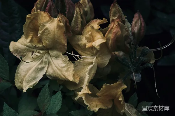 高清摄影 枯萎的花朵