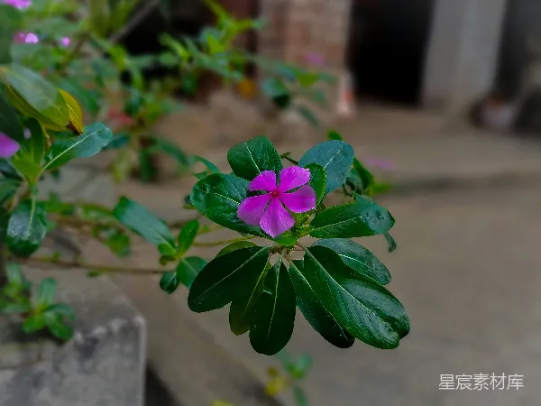 高清摄影 紫色长春花与绿叶的静谧