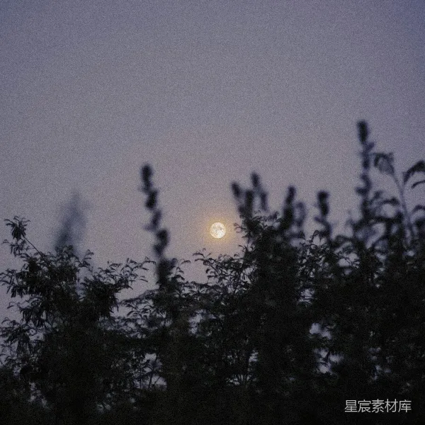 高清摄影 月夜下的树梢