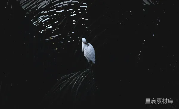 高清摄影 白鹭在暗影中的宁静时光