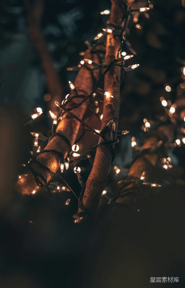 高清摄影 夜晚的树枝与灯光