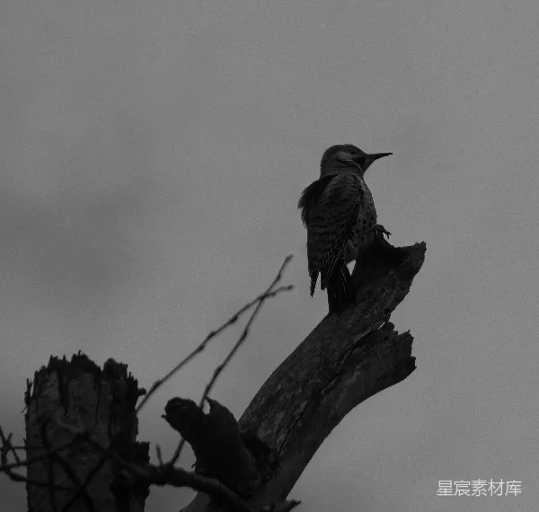 高清摄影 黑白色调的啄木鸟